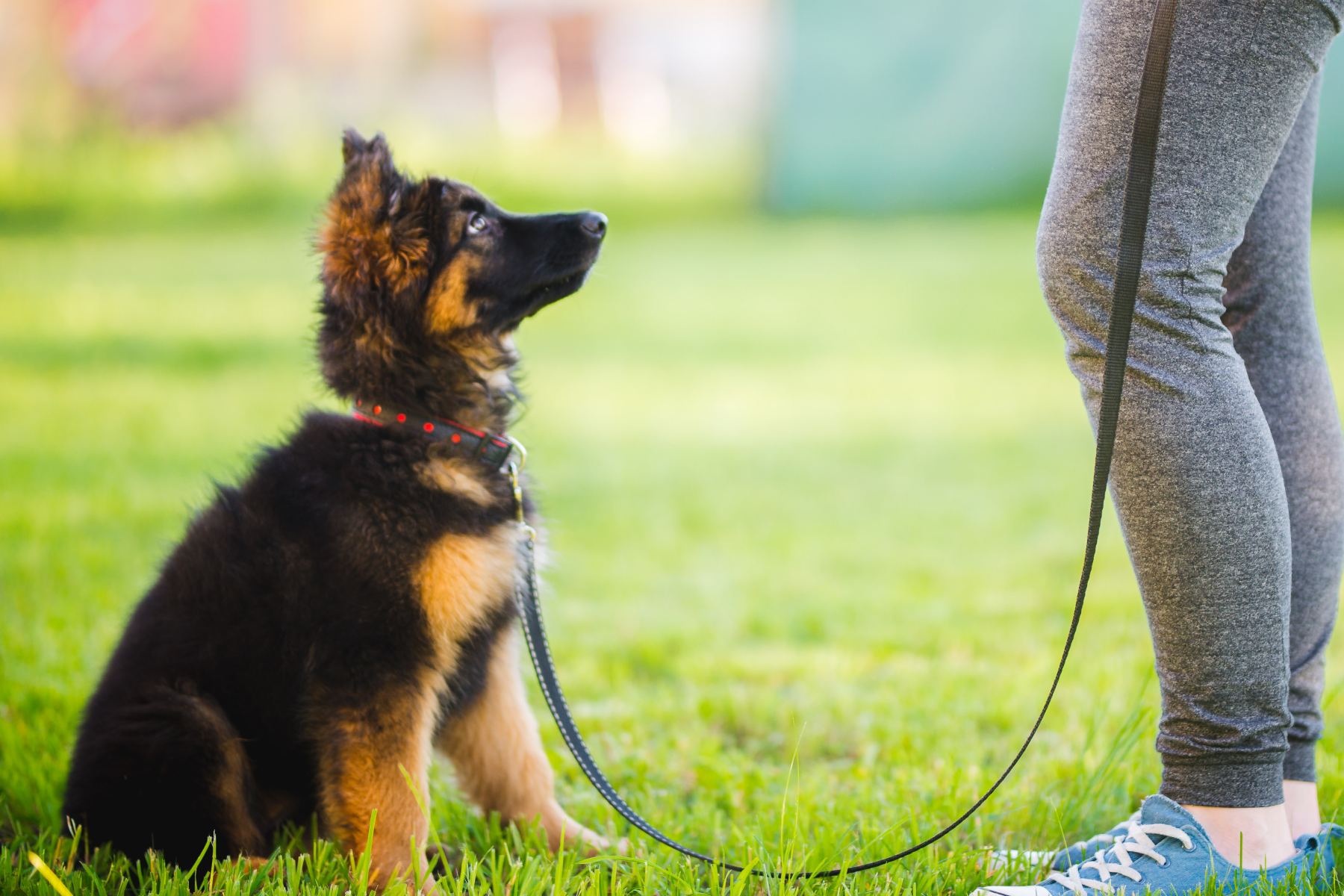 A Canine Trainer Shows You How to Train a German Shepherd